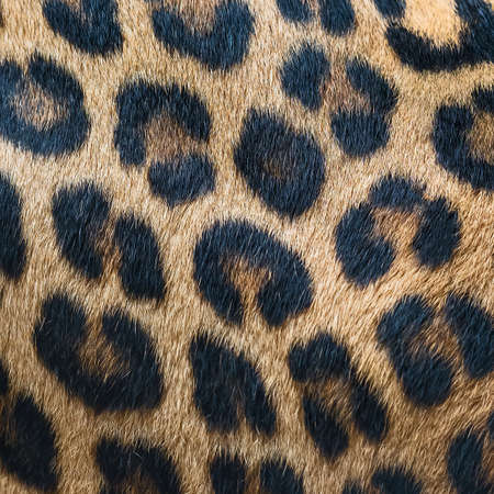 Leopard fur background (real fur)の写真素材