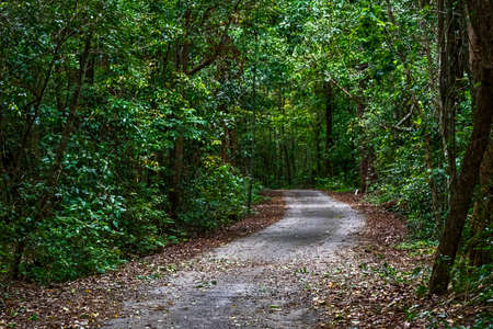 Path in the natural forests of Thailand