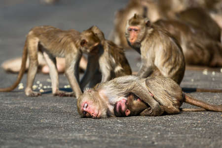 Winter in Thailand A wild monkey comes out in the middle of a country road. Hug your child to get the warmth of the roadの写真素材