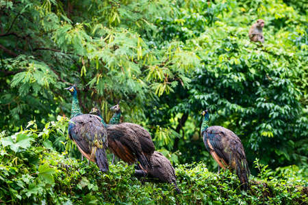 A group of wild peacocks sits on a metal fence on the edge of the forest after the rain.