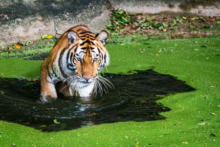 The tiger stood in the pond and looked something seriously.