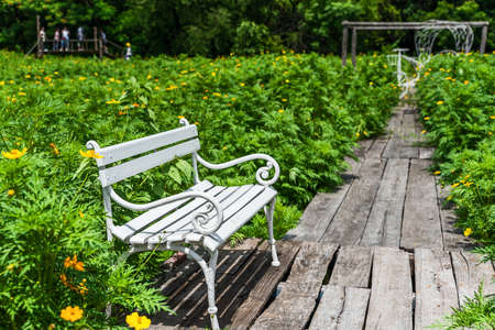 White chair in a yellow cosmos flower fieldの写真素材
