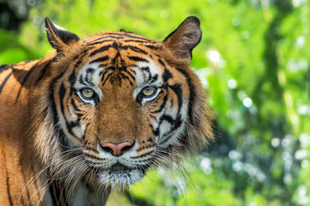 The tiger looked at me, his eyes look scary.