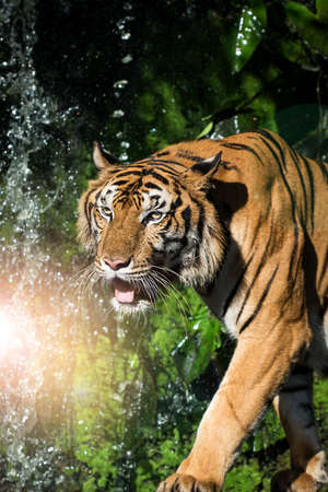 The tiger walks in the forest to find food. (Panthera tigris corbetti) in the natural habitat, wild...