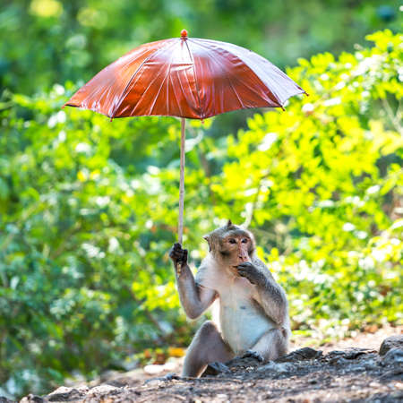 The cute little monkey holding the umbrella in the garden