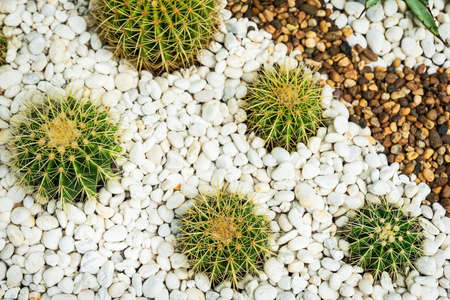 Close up Beautiful tropical cactus garden, Thailand