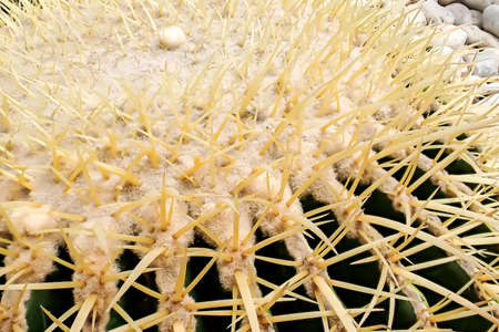 Close up of cactus with long thorns