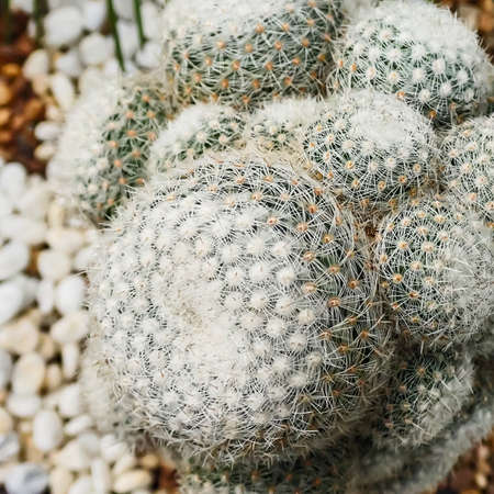 Mammillaria hahniana cactus (Old lady) with long, white fur around the stems is planted in pots.の写真素材