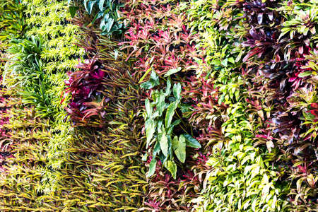 Beautiful nature background of vertical garden with tropical green leaf