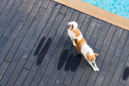 Dog twisting by the poolの写真素材