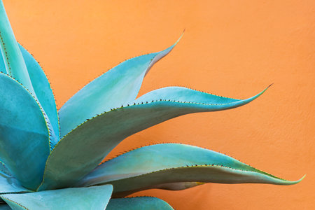 Close up of glossy green leaves of Foxtail Agave, abstract green leaves texture, nature backgroundの写真素材