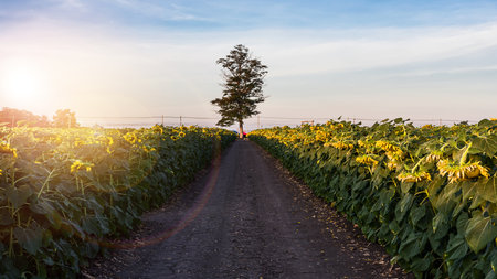 A glittering yellow sunflower field and a golden sky in the morning.の写真素材