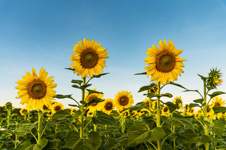 Giant yellow sunflower in full bloom and blue skyの写真素材
