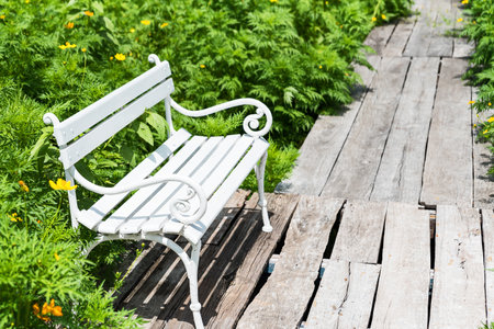 White chair in a yellow cosmos flower fieldのeditorial素材