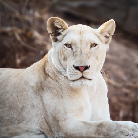 A close-up white lion face in the zooのeditorial素材