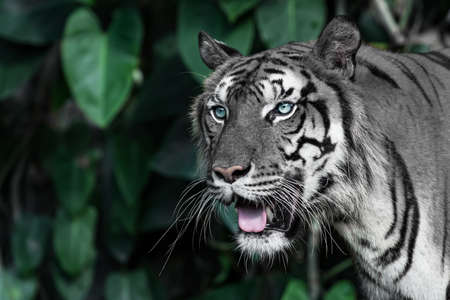 White tiger is looking for food in the forest.の写真素材