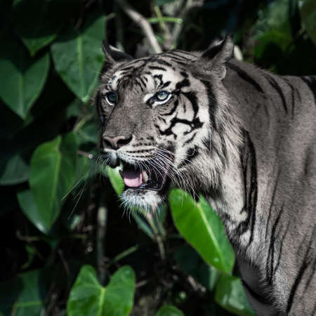White tiger is looking for food in the forest.の写真素材