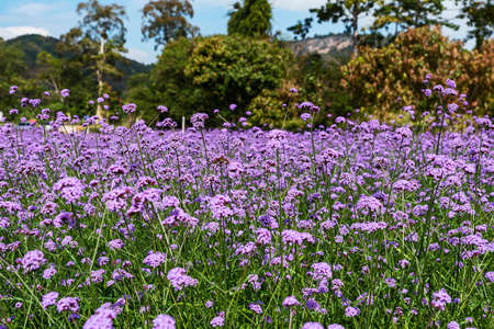 Blooming Verbena field is a purple flower, The meaning of this flower is the happiness of everyone in the family. Besides, Verbena is also another meaning. Please pray for me.の写真素材