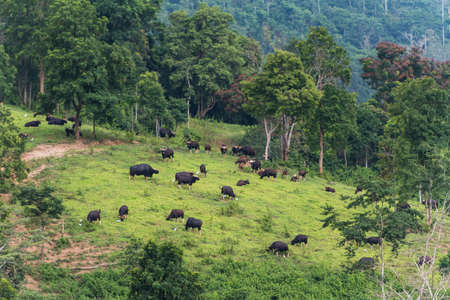 A distant view of a herd of bison on the mountain Eating grass in the eveningの写真素材