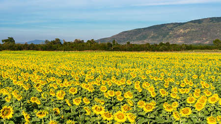 Big bright yellow sunflowers. The abundance of natural productsの写真素材