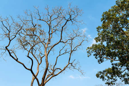 The branches of the deciduous trees and the branches of the trees with green leaves against the blue sky.の写真素材
