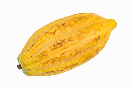 Fresh cacao pods isolated on a white background.の写真素材