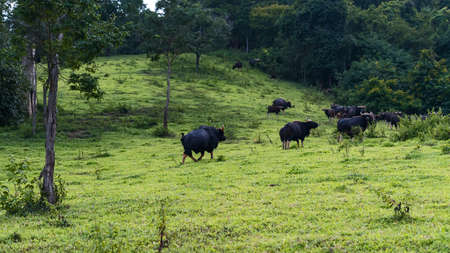 A distant view of a herd of bison on the mountain Eating grass in the eveningの写真素材