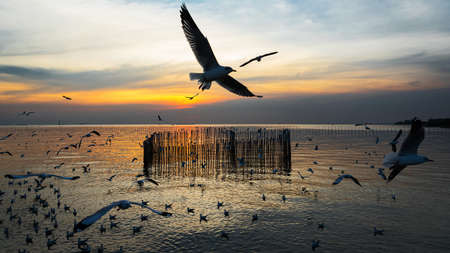 Many seagulls fly in the evening sky at Bang Pu of Thailand.の写真素材