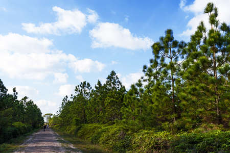 Pine tree forest at Phukradueng, Loei province, National park in Thailand.の写真素材