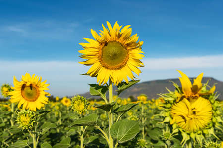 Sunflower natural background. Sunflower blooming. Close-up of sunflower.の写真素材