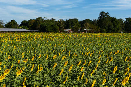 Bright yellow sunflower fields near rural communitiesの写真素材