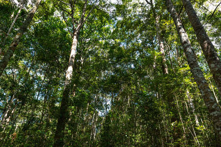 A tree in a mixed forest in Thailandの写真素材