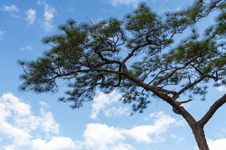 Pine Trees Against A Blue Sky.の写真素材