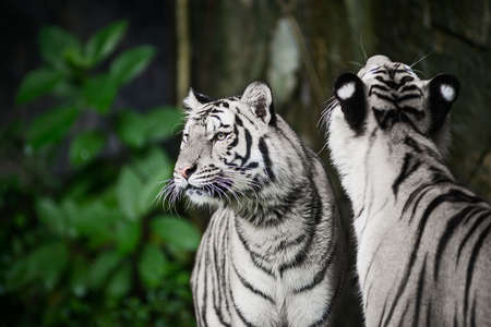 Two white tigers are looking for food in the forest.の写真素材