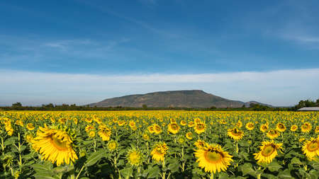 Big bright yellow sunflowers. The abundance of natural productsの写真素材
