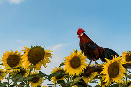 A rooster and a sunflower against a sky backdrop in the evening.の写真素材