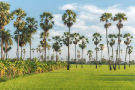 Blurred sugar palm trees on fields and banana plantations.の写真素材