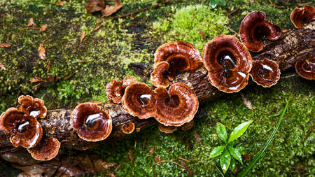 Mushrooms on wood after the rain forest in the country.の写真素材