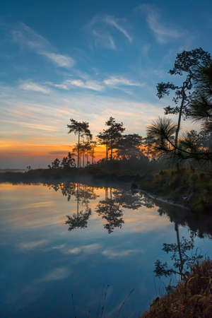 Silhouette and the reflection of the pine trees in the morning, Phu Kradueng national park, Thailand.の写真素材