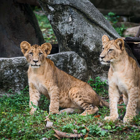 Two Lion cubs stand looking at interesting things.の写真素材