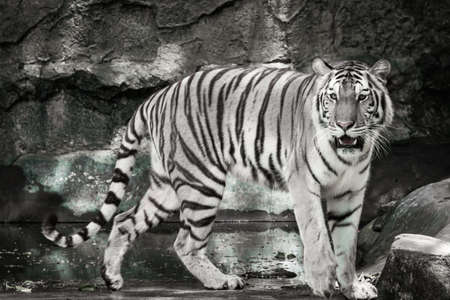 The white tiger is looking for food in the forest.の写真素材