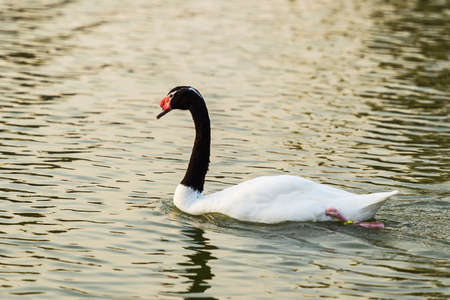 One black-necked swan swimming on a pond in sunlightの写真素材