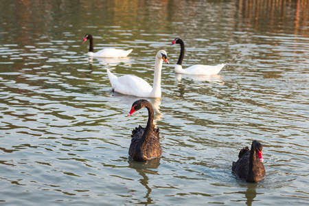 Black swan, white swan and black-necked swan in the pool.の写真素材