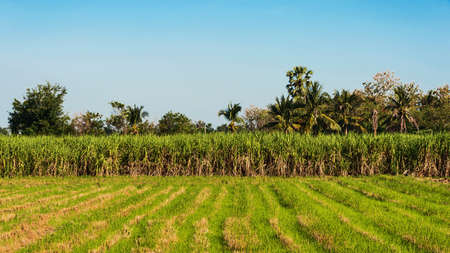 Sugarcane fields and fields with clouds and sky in the background.の写真素材