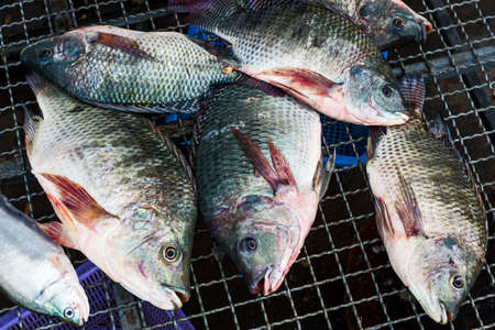 Oreochromis niloticus Many are sold in the bazaar.の写真素材