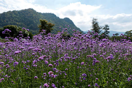 Blooming Verbena field is a purple flower, The meaning of this flower is the happiness of everyone in the family. Besides, Verbena is also another meaning. Please pray for me.の写真素材