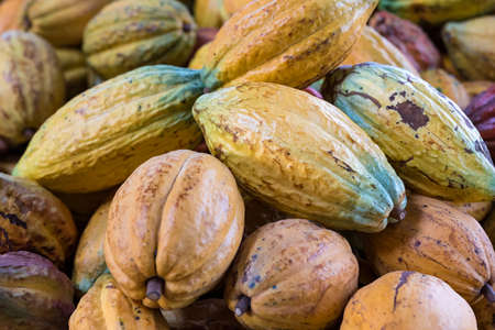 A big bunch of colorful cocoa pods. Criollo, Forastero, Trinitario, different types of cocoa beans just harvested from the tree, Hundreds of exotic ripened fruits ready for making dark chocolateの写真素材