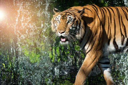 The tiger is looking for food in the forest.の写真素材