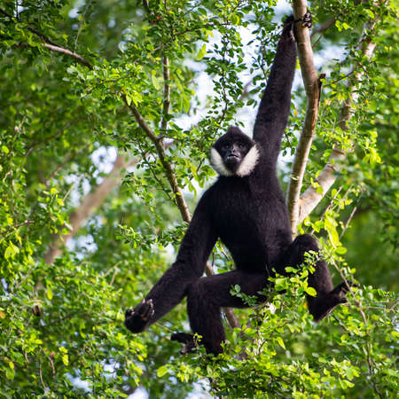 white-cheeked gibbon or Lar gibbonの写真素材