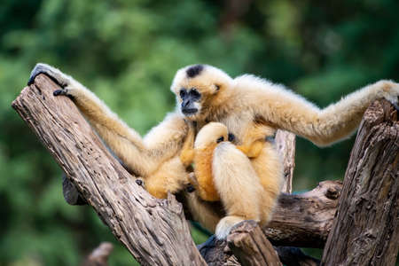 White-handed Gibbon looks at something with interest. (Hylobates lar)の写真素材